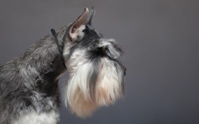 Lo Schnauzer: analisi approfondita dello standard di razza